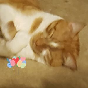 Meet your Posher, Brenda